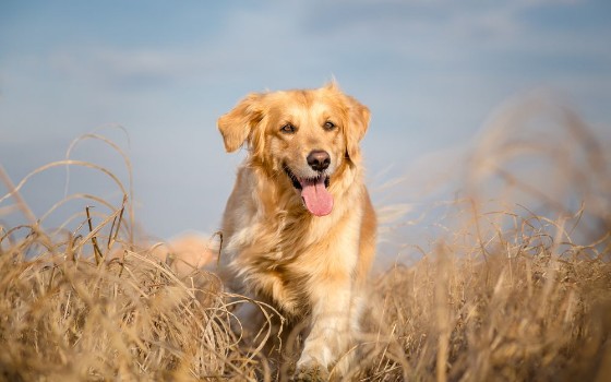 Picture of Golden retriever running outdoor