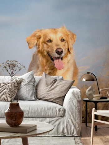 Picture of Golden retriever running outdoor