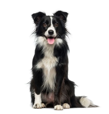 Picture of Border Collie