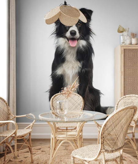 Bild på Border Collie