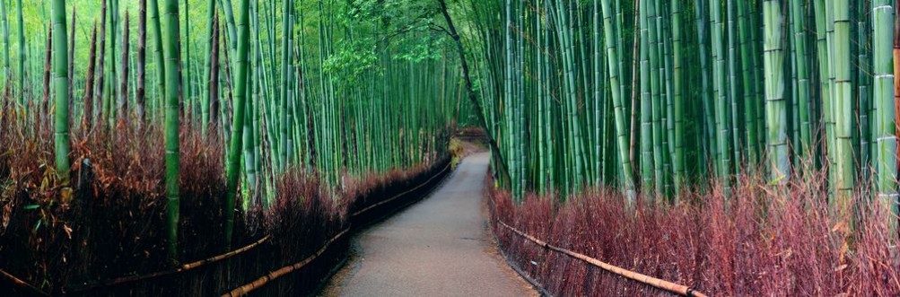Image de Bamboo Grove