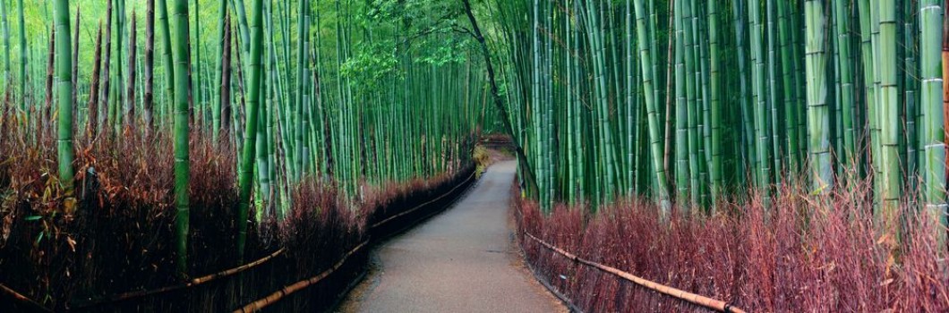 Bild på Bamboo Grove
