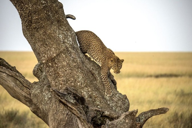 Afbeeldingen van Leopard - Serengheti