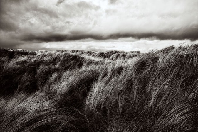 Afbeeldingen van Dunes of Grass