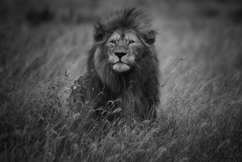 Bild på Lion King
