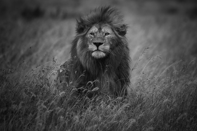 Afbeeldingen van Lion King