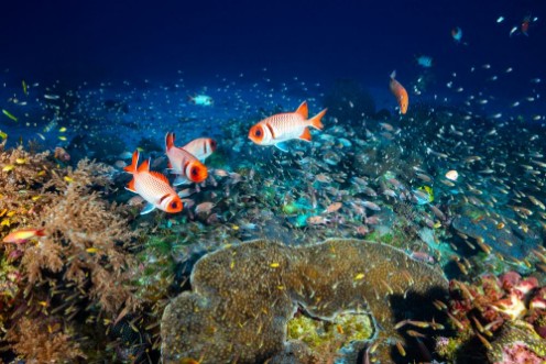 Afbeeldingen van Reef Life