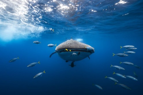Bild på Whale Shark Escorted By A School of Bonito
