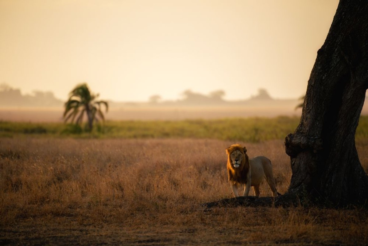 Imagen de Palm Tree King