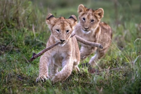 Lion cubs playing photowallpaper Scandiwall