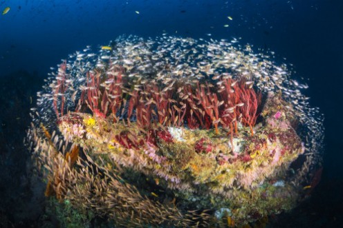 Bild på Reefscape of Tachai Pinnacle