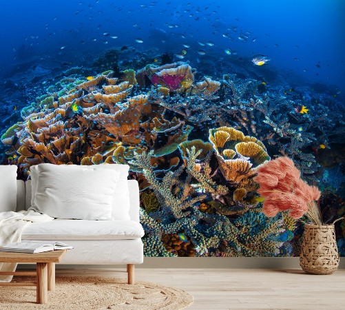 Image de Coral Garden