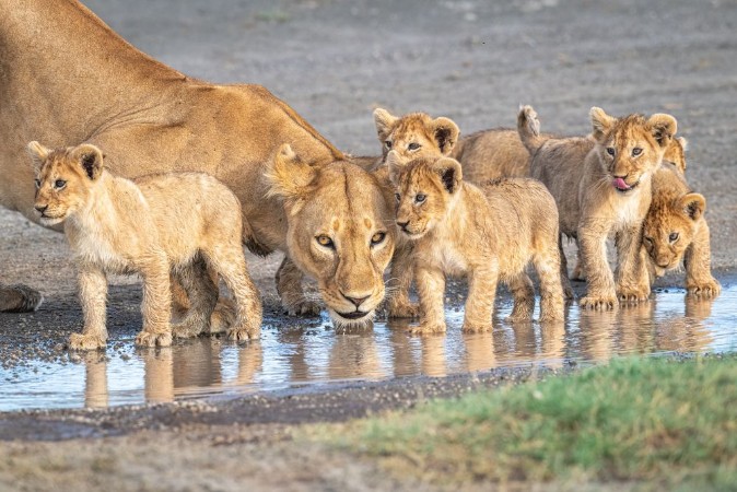 Image de Wariness at the water hole