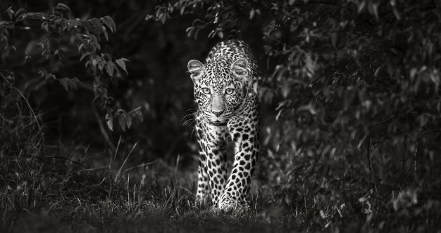 Bild på Leopard Eye To Eye