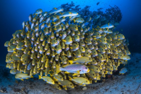 Cape Kri's School of Sweetlips photowallpaper Scandiwall