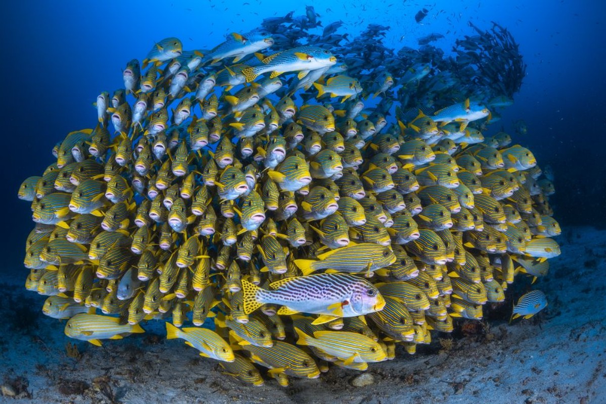 Immagine di Cape Kri's School of Sweetlips