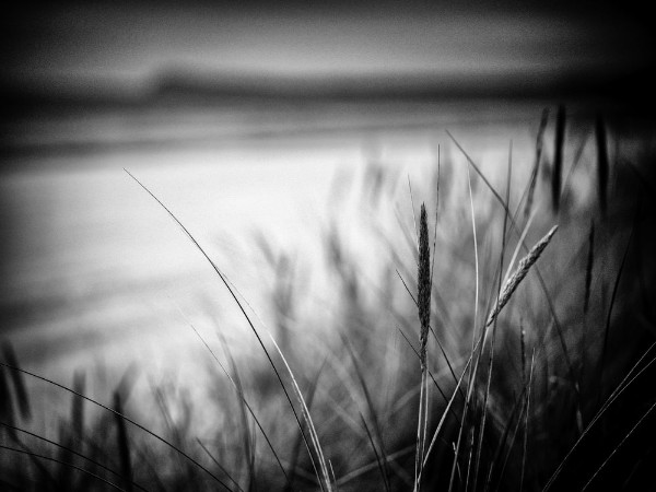 Dune Grass Spot photowallpaper Scandiwall