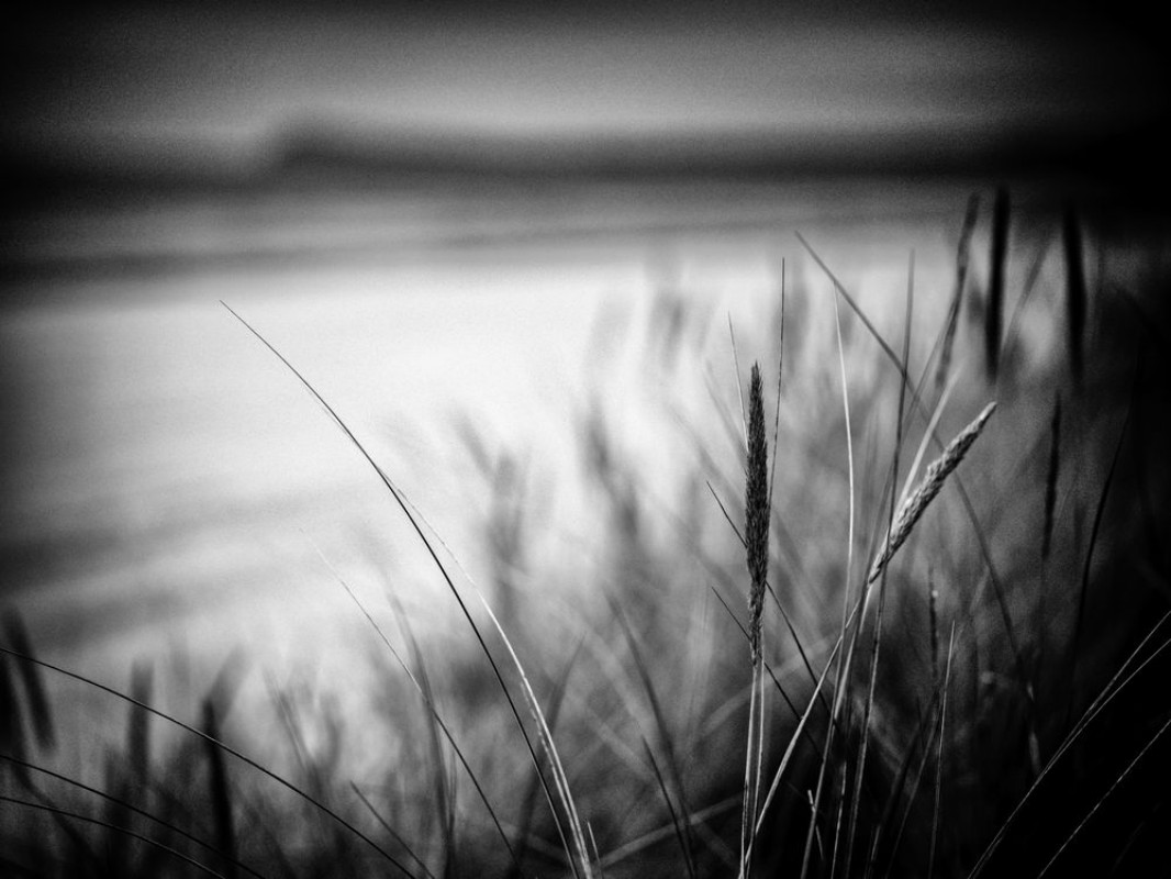 Picture of Dune Grass Spot