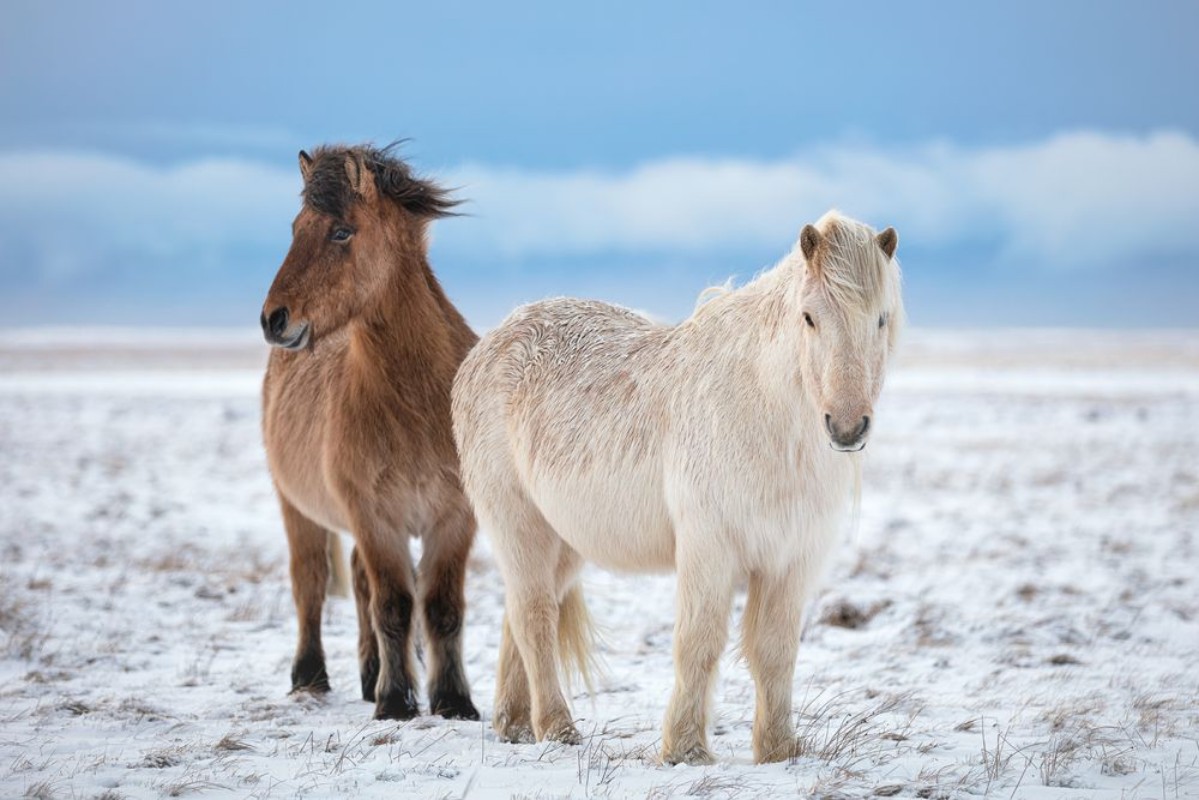 Picture of Brothers