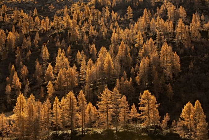 Picture of Larches in Autumn