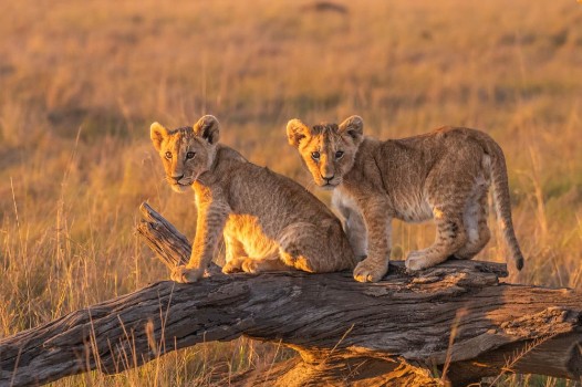 Picture of Lion Puppies