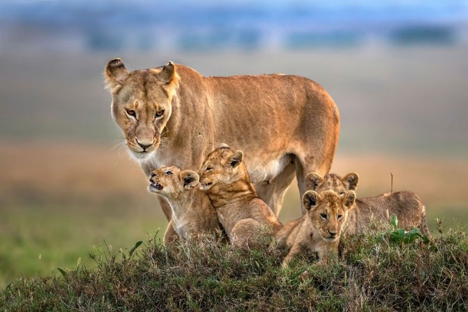 Bild på Mom Lioness with Her Cubs