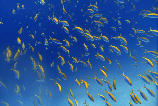 Picture of Fish Frenzy