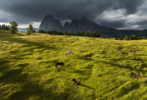 Afbeeldingen van Horses in the Dolomites