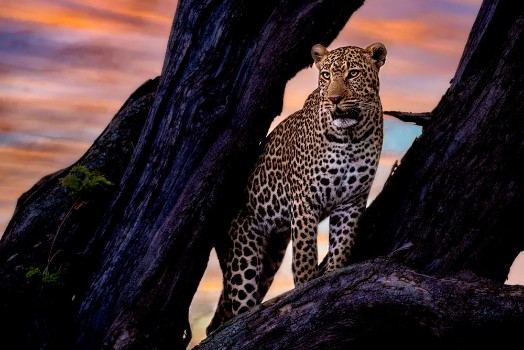 Picture of Leopard on The Tree