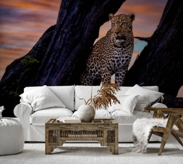 Afbeeldingen van Leopard on The Tree