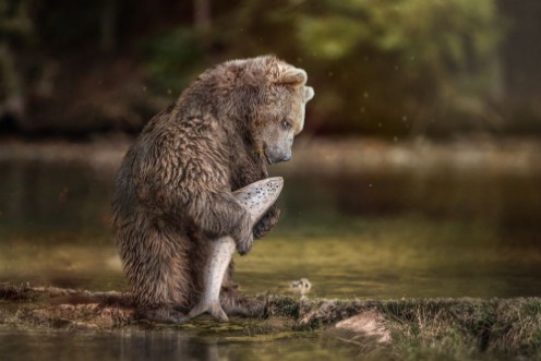 Picture of Fishing Bear