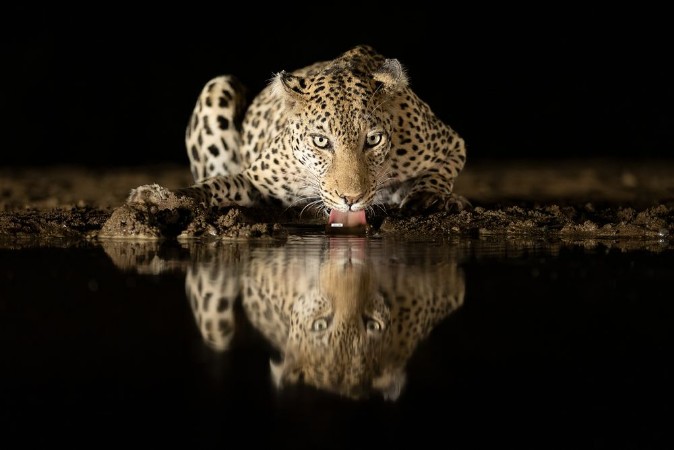 Bild på Leopard Drinking