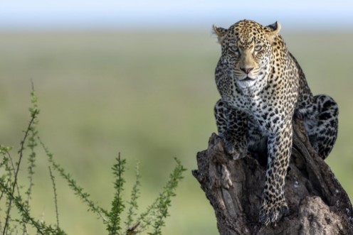 Image de The Ghost of Serengeti