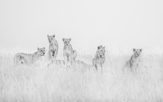 Lions photowallpaper Scandiwall