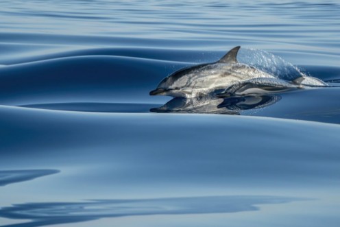 Surfing A Velvet Sea photowallpaper Scandiwall