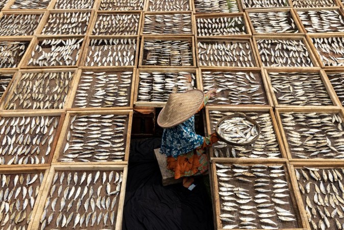 Picture of Drying Fish