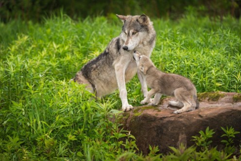 Afbeeldingen van Grey Wolf Canis lupus Pup Begs From Adult
