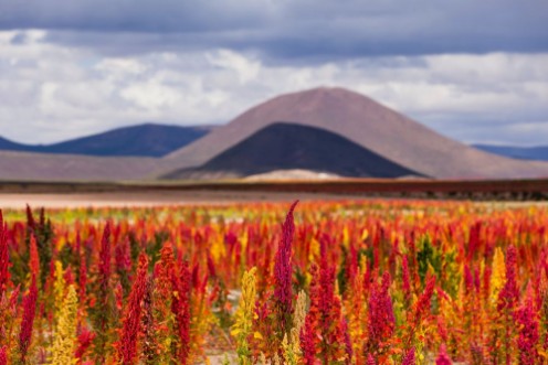 Picture of Quinoa fields ready for harvest on the Bolivian Altiplano