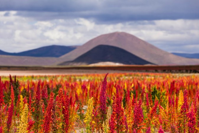 Bild på Quinoa fields ready for harvest on the Bolivian Altiplano