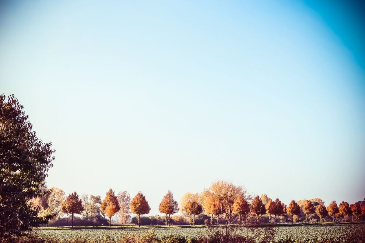 Bild på Beautiful autumn country landscape with trees field and blue sky Fall outdoor nature background