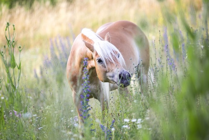 Image de Ein Haflinger auf einer Blumenwiese