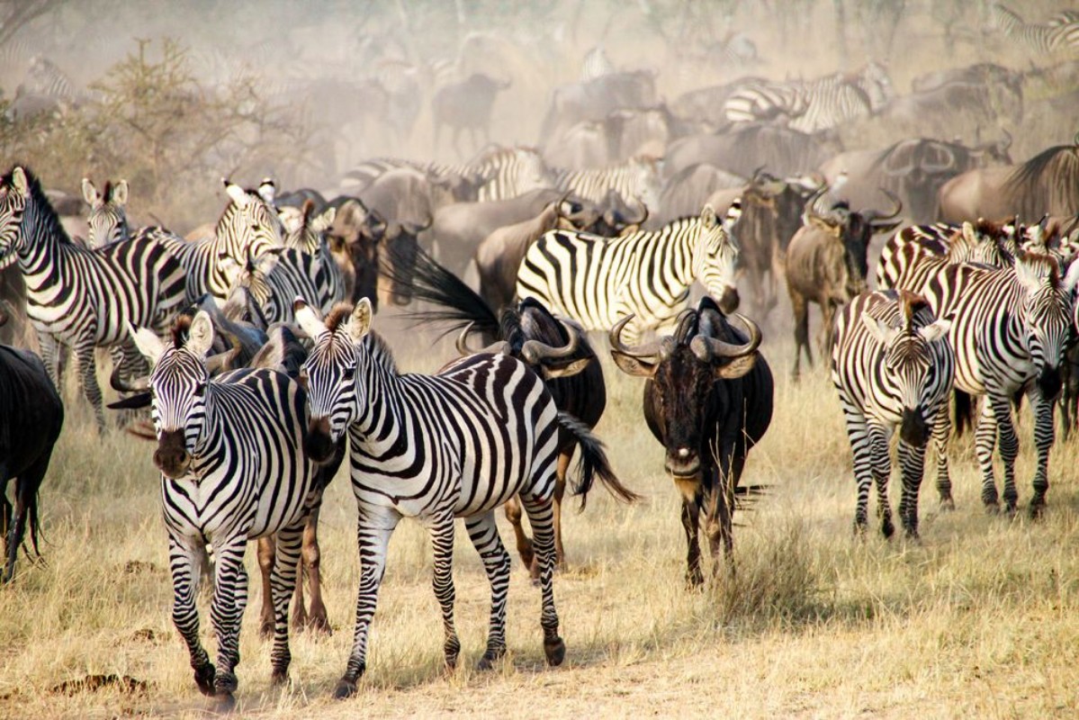 Image de Zebras and wildebeest during the Big Migration in Serengeti National Park