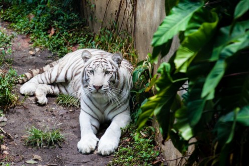 Afbeeldingen van White tiger  Panthera tigris tigris in captivity