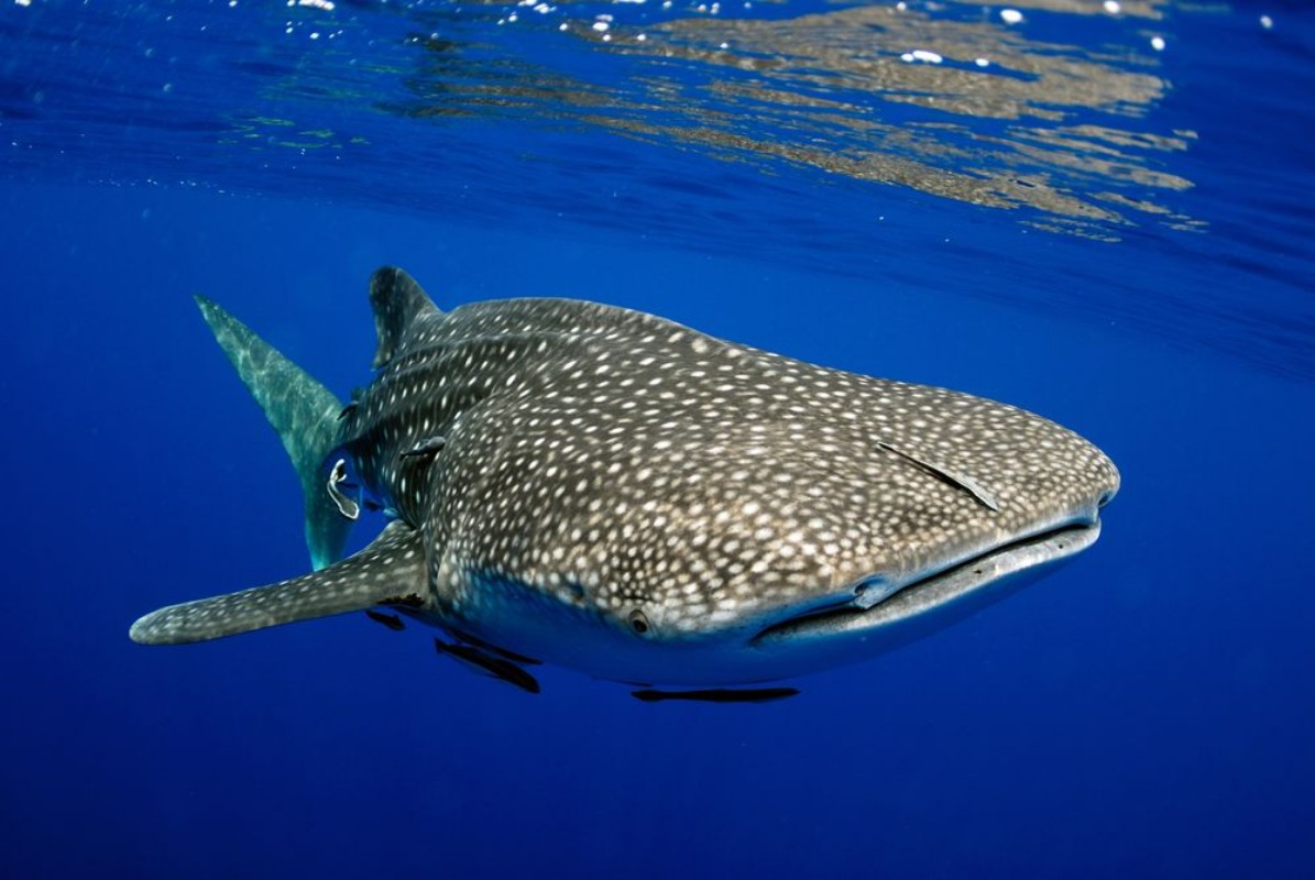 Bild på Giant sea whale shark
