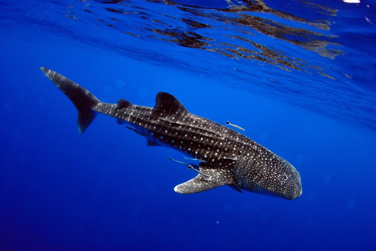 Afbeeldingen van Giant sea whale shark Exciting for divers