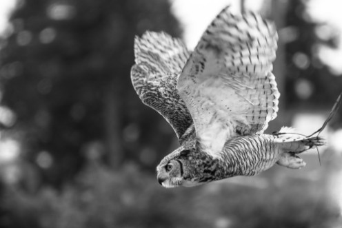 Picture of Snow Owl Flying