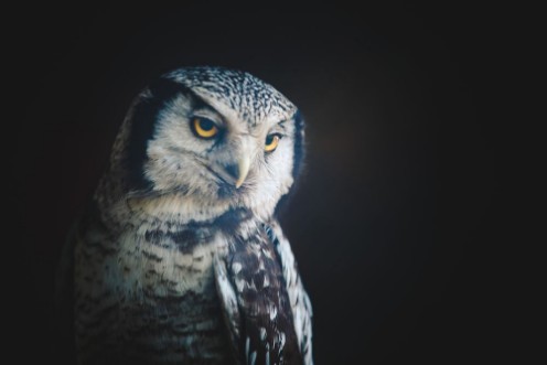 Bild på Owl