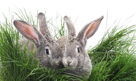 Afbeeldingen van Grey rabbits
