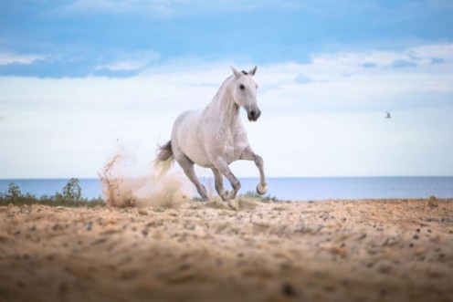 Picture of White horse runs on the beach on the sea and clougs background
