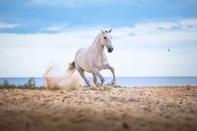Bild på White horse runs on the beach on the sea and clougs background